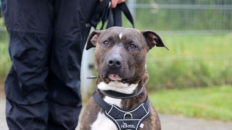 Levi is inbeslaggenomen vanwege bijtgedrag. (Foto: Karin Kamp)