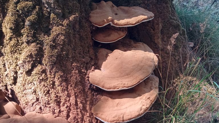 Platte tonderzwam bestrooid met eigen bruine sporen (foto: Betsie van den Dungen).