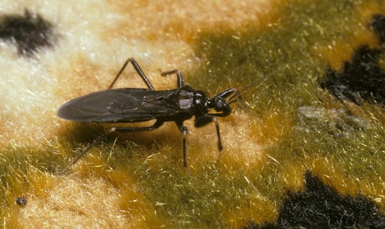 Een gemaskerde roofwants (foto: Saxifraga Pieter van Breugel).