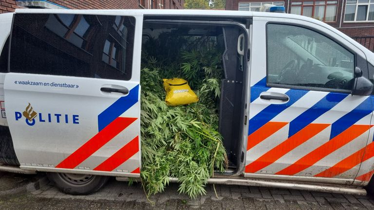 De politie heeft een lading hennepplanten in beslag genomen (foto: Politie).