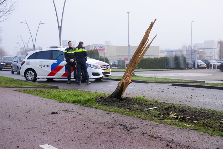 De boom langs de Gasstraat in Oss brak finaal af (foto: Gabor Heeres/SQ Vision).