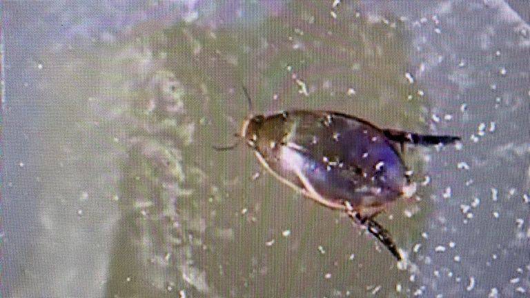 Een geelgerande waterkever (foto: Simone Veltman).