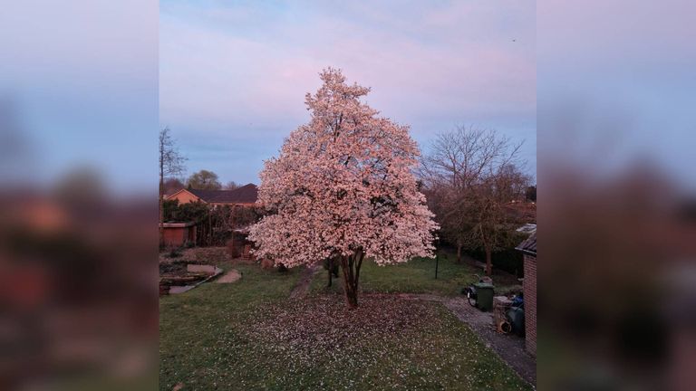 Deze boom vol bloesem staat bij Nadia Geraerts in de achtertuin in Helmond (foto: Nadia Geraerts).