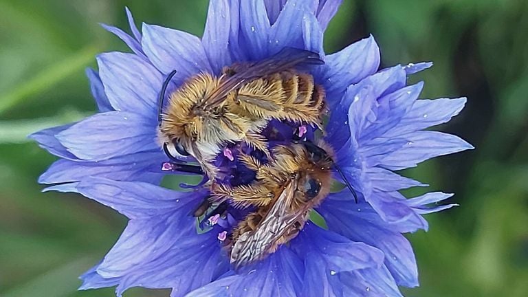 Slapende pluimvoetbijen in een korenbloem (foto: Nanny Bierkens).