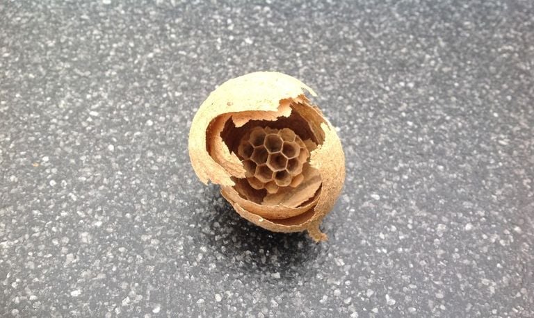 Het begin van een wespennest (foto: Anneke van de Klundert).