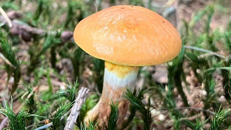 De gele ringboleet (foto: Joep Leijendekkers).