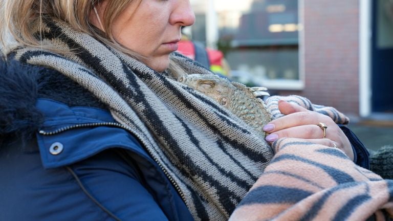 De leguaan (foto: Harrie Grijseels/SQ Vision)