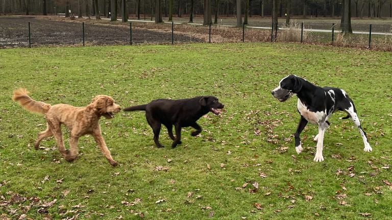 De honden vermaken zich prima.