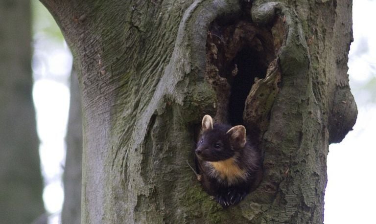 De boommarter (foto: Mark Zekhuis).