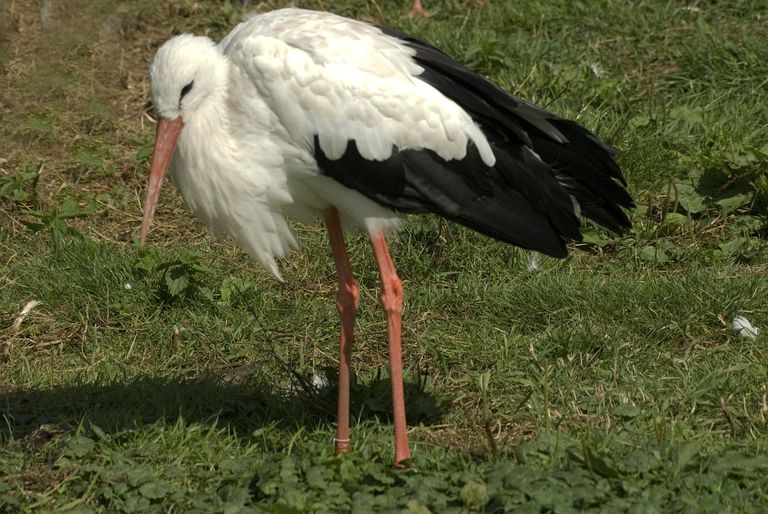 Een ooievaar (foto: Jan van der Straaten).