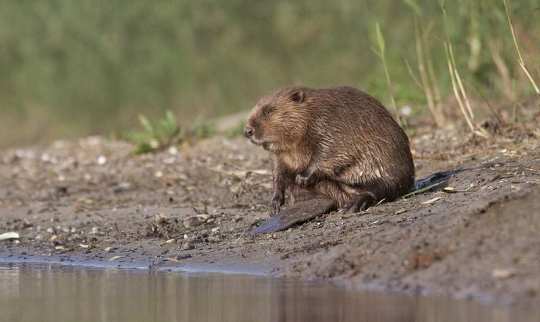 De bever (foto: Mark Zekhuis).