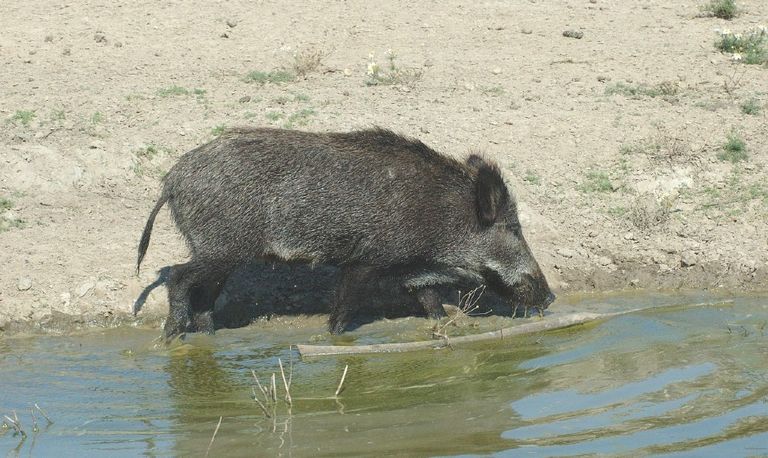 Een wild zwijn (foto: Jan van der Straaten).