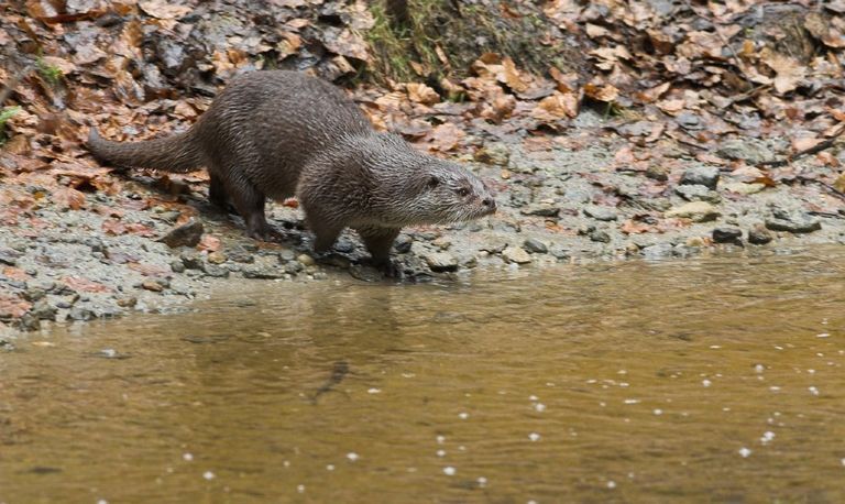 De otter (foto: Martin Mollet).