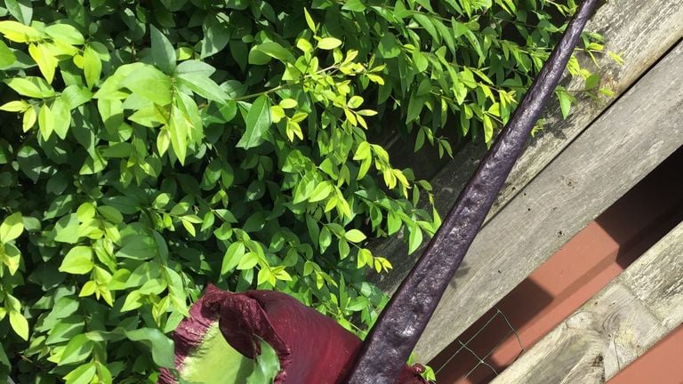 Dracunculus vulgaris ofwel drakentonglelie (foto: Bets Vriens).