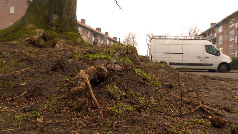 De flinke boomwortels (foto: Omroep Brabant).