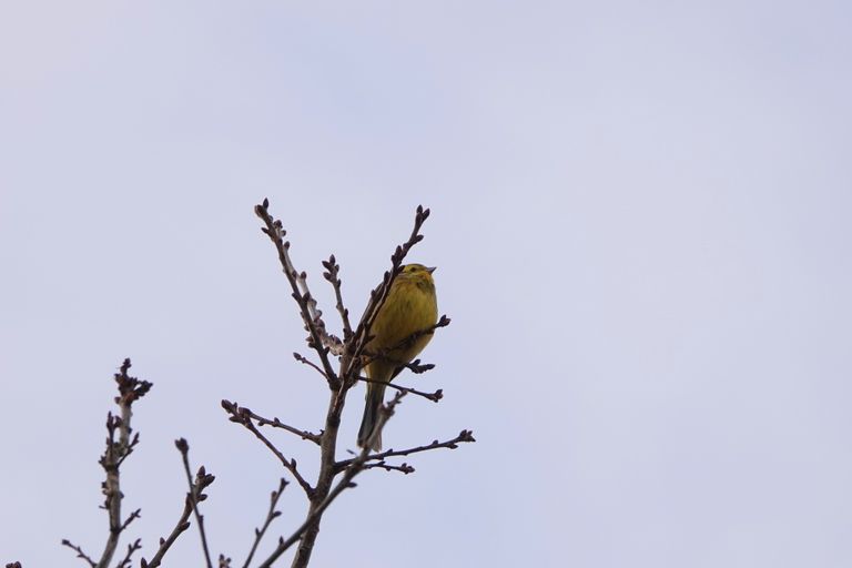 Het is maart en de natuur komt langzaam tot leven. Foto: Ben Saanen.