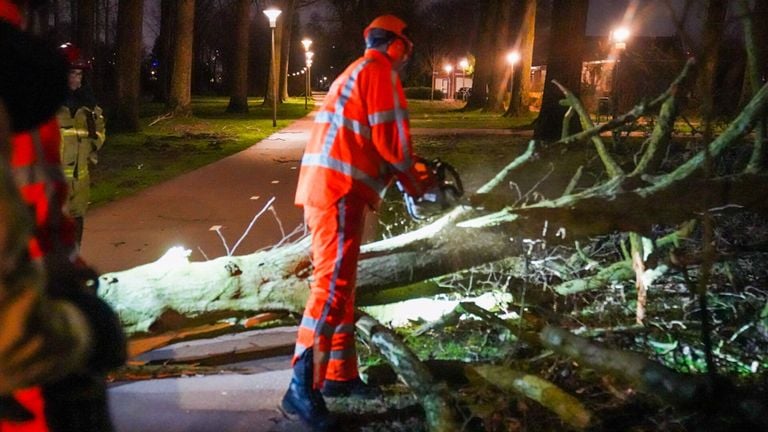 De boom belandde op het fietspad in de Smetanalaan in Eindhoven (foto: Dave Hendriks/SQ Vision).