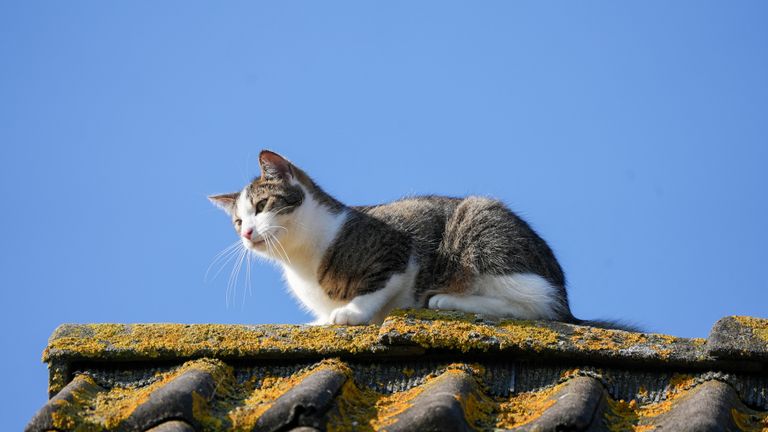 De kat op het dak van een huis aan het Waterschap in Oss (foto: Gabor Heeres/SQ Vision).