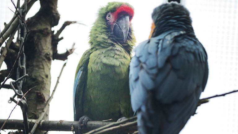 Een soldatenara (links) en blauwbeelara (foto: Olivier Middendorp/ANP 2015).