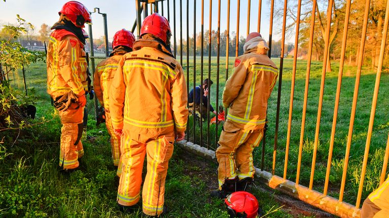 Brandweerlieden schoten te hulp om de ree te bevrijden.