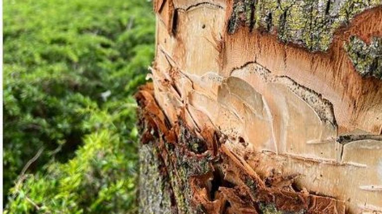 Een van de beschadigde bomen (foto: Gemeente Meierijstad, Instagram).