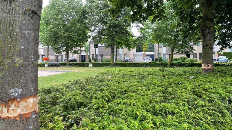 De beschadigde bomen (Foto: René van Hoof)