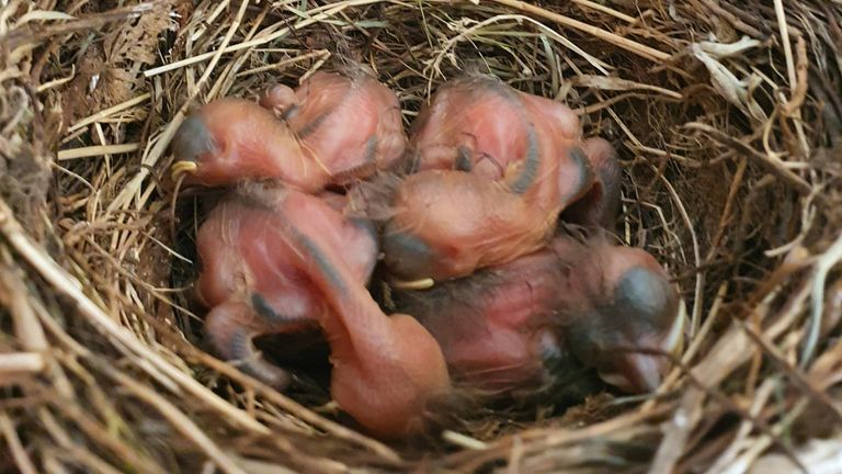 Kwik, Kwek, Kwak en Kwok (foto: Jacqueline Bosters-Goorden)