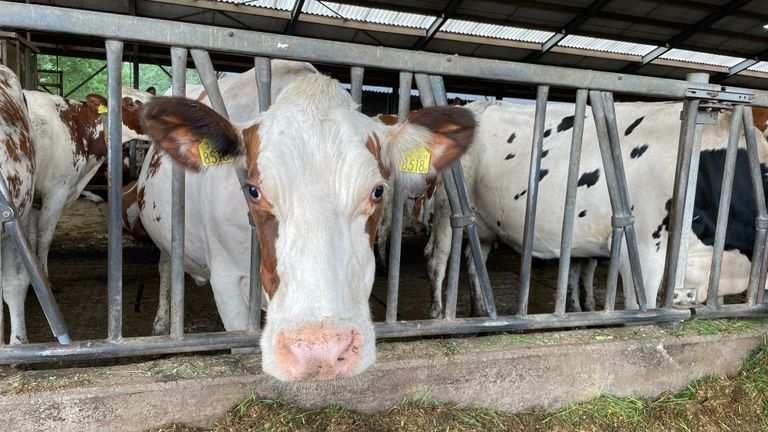 Deze koe blijft maandag binnen. (foto: Omroep Brabant)