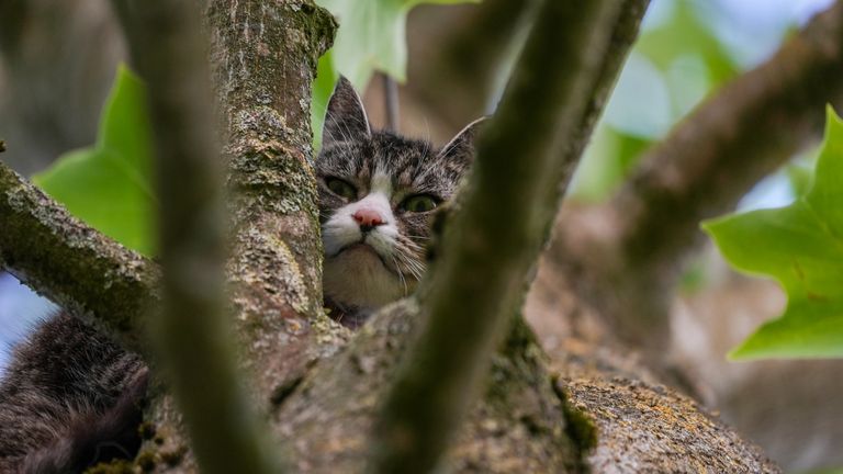 Buren zagen poes Lizzy in de boom aan de Leerlooierstraat in Oss zitten (foto: Gabor Heeres/SQ Vision).