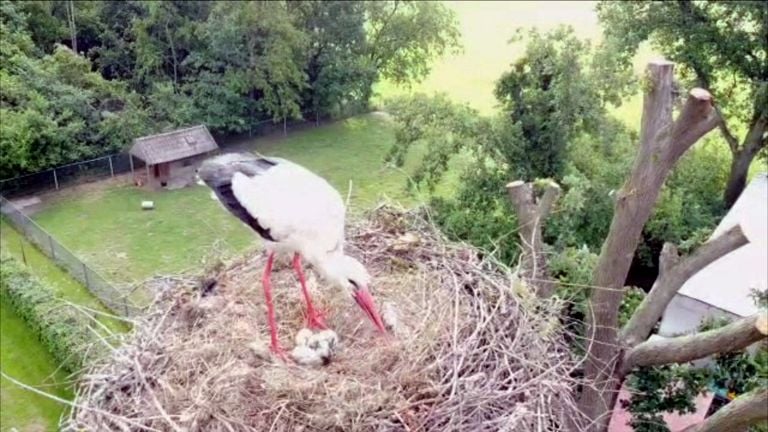 Dronebeeld van de Ooievaars (eigen foto)