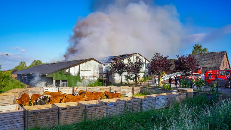 Het vee is veilig naar buiten gebracht (foto: Jurgen Versteeg - SQ Vision).