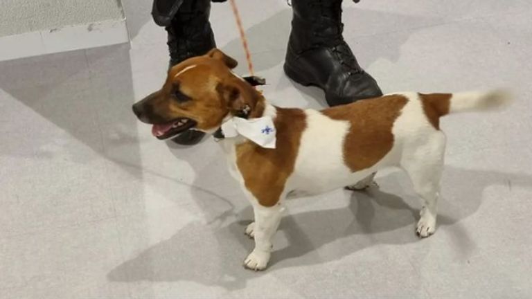 De politie zoekt het baasje van deze hond (foto: Instagram politie Markdal).