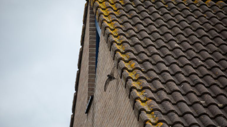 Het vogeltje dat vastzit (foto: Christian Traets/SQ Vision Mediaprodukties).