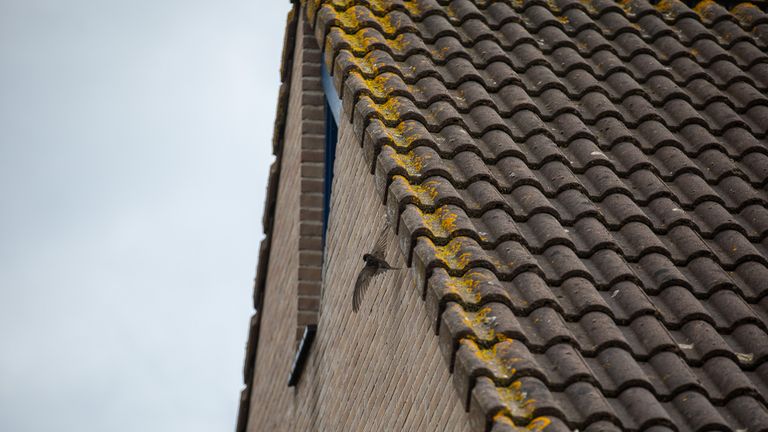 Het vogeltje dat vastzit (foto: Christian Traets/SQ Vision Mediaprodukties).