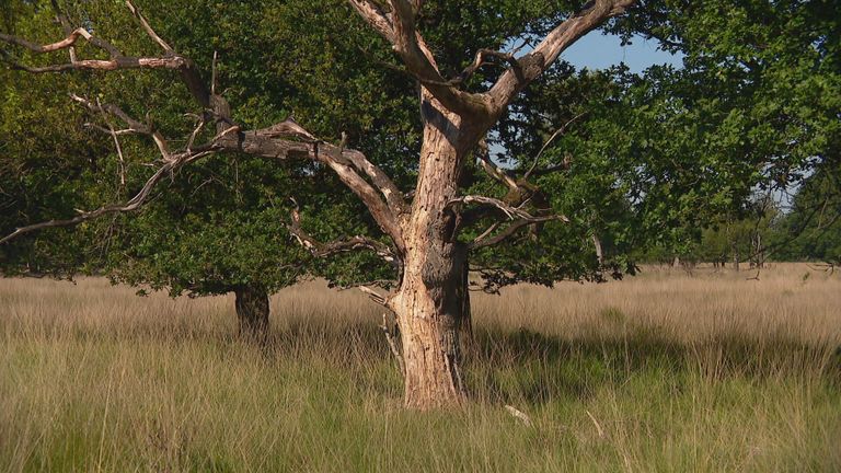 Ook voor bomen is de stikstofuitstoot een groot probleem.