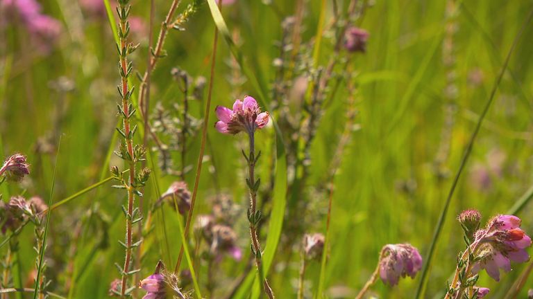 Als de stikstofuitstoot niet daalt, dreigen steeds meer plantjes te verdwijnen.