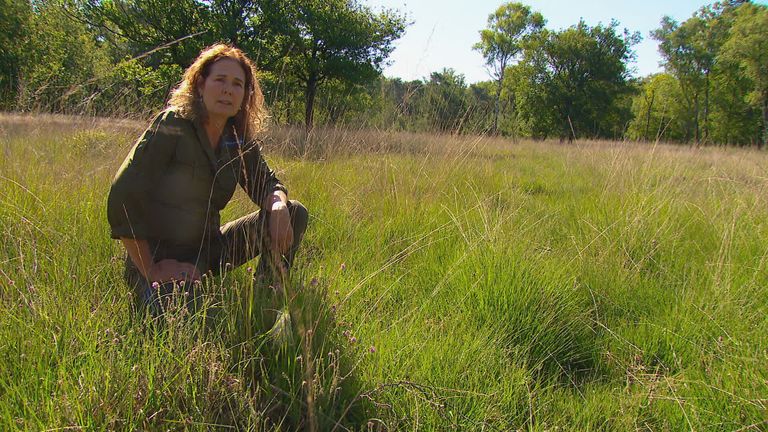 Boswachter Irma de Potter knielt bij een van de weinige polletjes dophei.