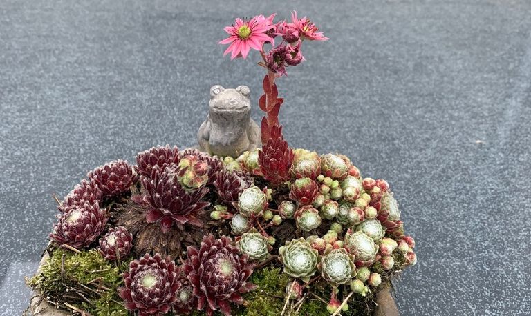 Spinnenwebhuislook (foto: Michael Beer).