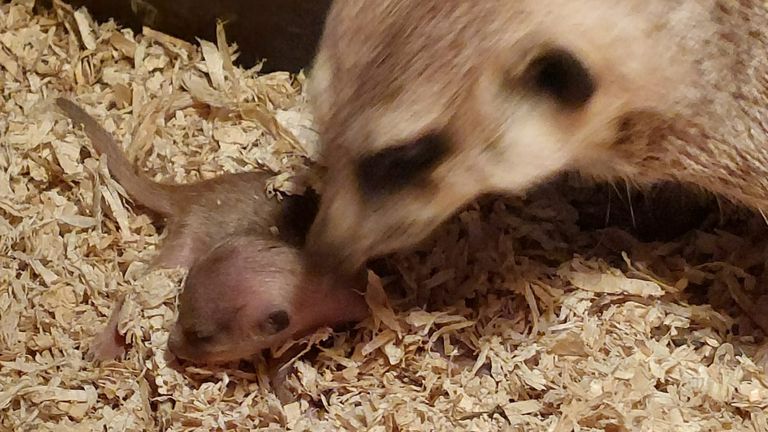 Kersverse vader Houdini (rechts) kan het allemaal nog maar moeilijk geloven (foto: De Oliemeulen).