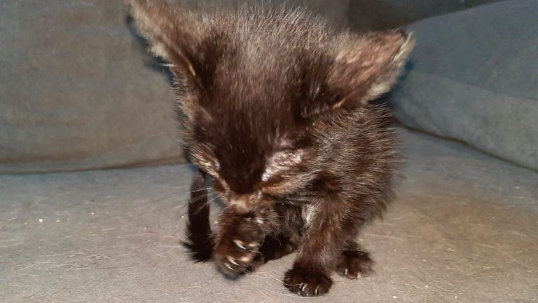 Foto: Stichting Landelijke Inspectiedienst Dierenbescherming