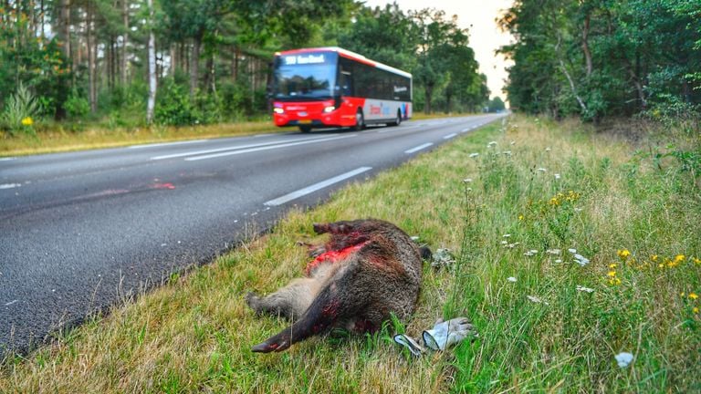 Het zwijn was na de aanrijding op slag dood (foto: Rico Vogels/SQ Vision).