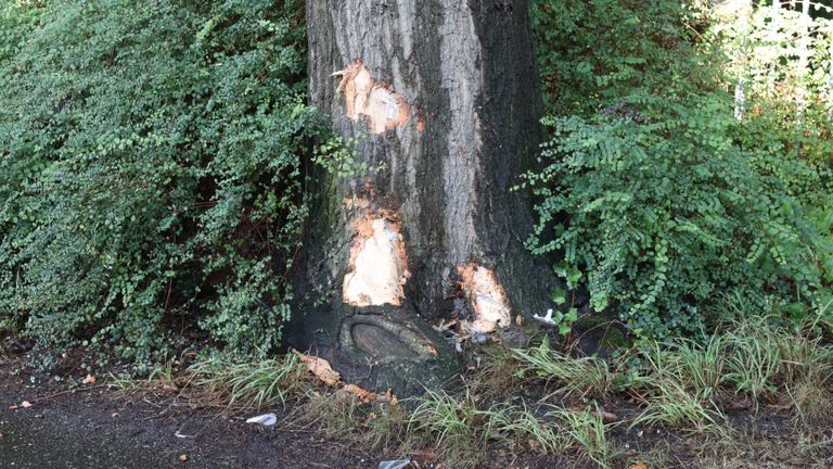 Hoe de vrouw op de boom langs de Parkweg in Boxtel kon botsen, wordt onderzocht (foto: Sander van Gils/SQ Vision).