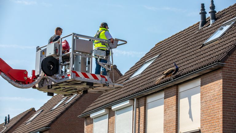 Pauw op dak (foto: SQ Vision).