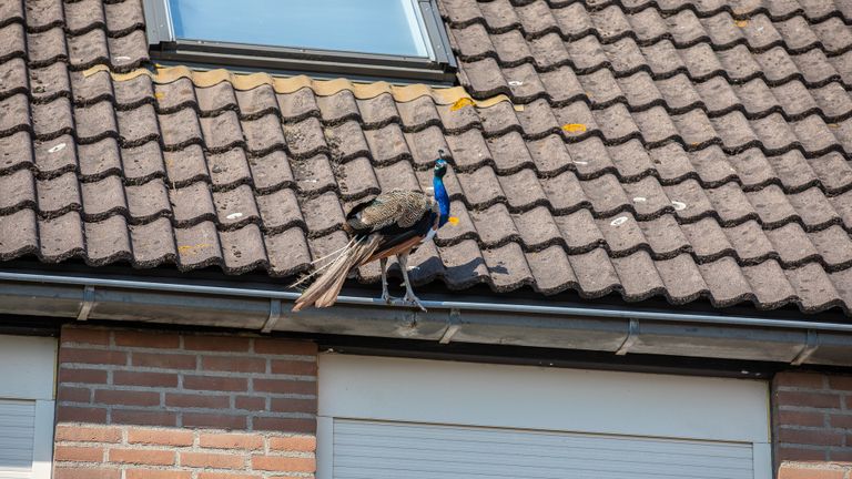 Pauw op het dak in Roosendaal (foto: SQ Vision).