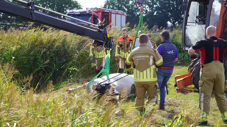 Het ;paard werd met behulp van twee kranen uit de sloot gehaald (foto: Jeroen Stuve/SQ Vision).