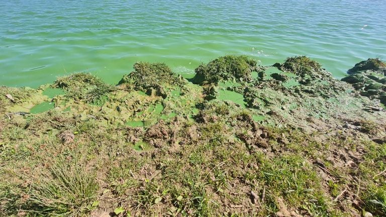 Zelfs de waterkant is groen uitgeslagen (foto: Marvin Hop).