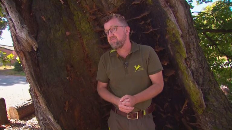 Joris Hellevoort, boswachter bij het Utrechts Landschap, dook in de geschiedenis van de bejaarde eikenboom.