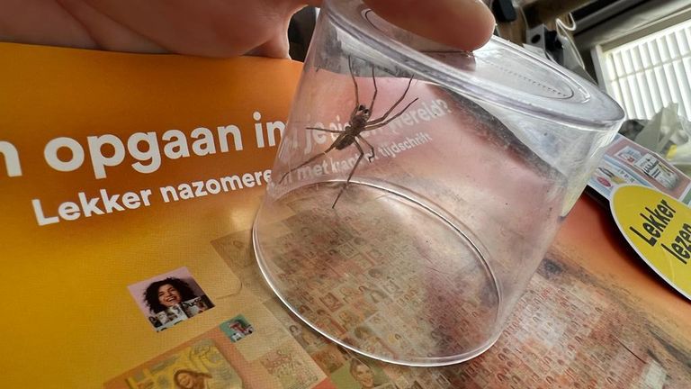 De spin kan geen kant meer op (foto: Michèlle de Haas).