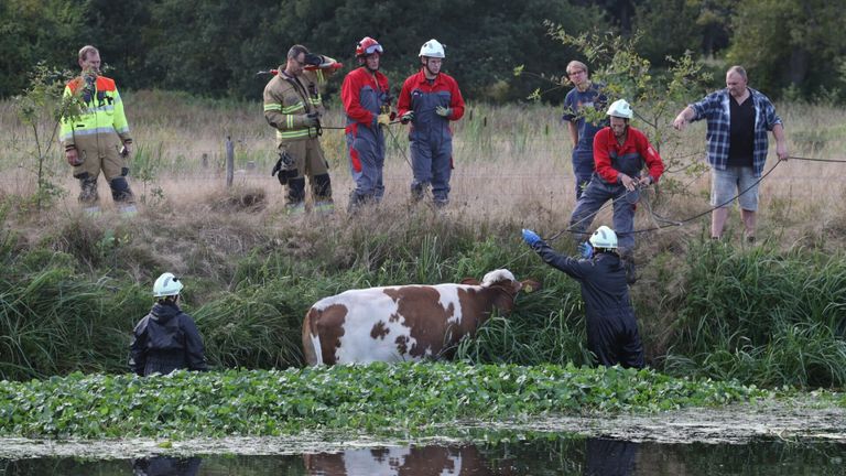 Koe springt tot twee keer toe in rivier, brandweer heeft handen vol