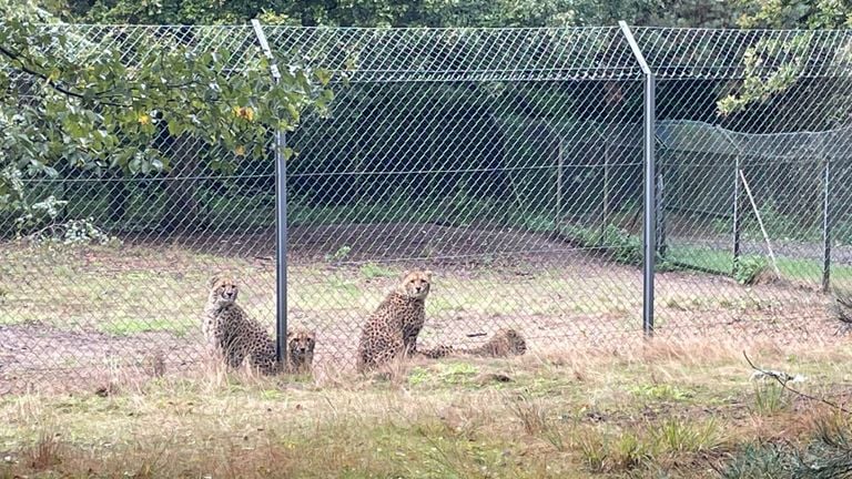 Een deel van de jachtluipaarden. (foto: Omroep Brabant)